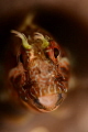 Little Blenny from Yassiada/Istanbul 