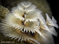 Taken on the reef Something Special, and I thought this XMAS Tree worm was special, it almost glowed! 