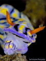 Nudibranch while eating 