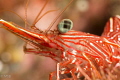 Red army shrimp. Nikon D7100 + Nikkor 105 + Nauticam SMC 