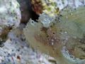 Time to Molt?
Leaf Scorpionfish -Kailua Kona, Hawaii. Saw him thru hole on top of a coral head sitting on the ocean floor. Stretched my arm & camera in to catch a few shots. Kept reviewing photos & made adjustments-couldn't see the Screen LCD. 