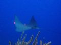 Cruising gracefully. Spotted eagle ray taken at French Cay in 65ft, at dive site called G-Spot. Taken from about 80ft distance with digital zoom, no wide angle. Gorgeous animal! 