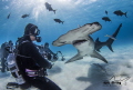 Staredown with a Great Hammerhead 