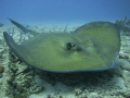 Stealth Bomber
Big mama ray off the coast of Palm Beach
 