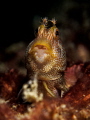 Allan, Allan, Allan, Allan ... ! Blenny - Parablennius sp. Chaloklum, Gulf of Thailand, EM5-Oly 60mm-1/250-f5.6-iso100-Inon D2000-Inon UCL 165-h2o tools +5x2 