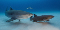 I've Got Your Back
A tiger and nurse shark at Tiger Beach, Bahamas 