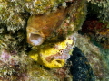 Two frogfish just hanging out. 