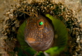 Parablennius marmoreus   Seaweed Blenny at the Blue Heron Bridge FL Nikon D800 