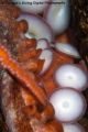 16 arms of love! We found a pair of mating Giant Pacific Octopus and they were all arms! Taken with a Canon T2I in an Aquatica housing with a Tokina 10-17mm at 17mm and duel Sea and Sea 100a. 