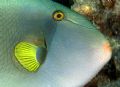 Fish Portrait Kona , HI 