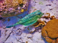 Cowfish, Bonaire 