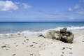 Need pair of sunglasses..
Hawaiian monk seal 