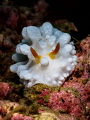 'Breakout' ... ! Wart Slug - Phyllidia sp. Ang Thong, Gulf of Thailand, EM5-Oly 60mm-1250-f18-iso100-Inon D2000 