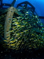 Spillage

Snapper - Lutjanus lutjanus

Sail Rock, Thailand-EM5-Panasonic 8mm-iso400-f8-1125-Inon D2000x2 