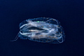 Mesmerizing
Side view of a comb jelly in the waters off of Cocos Island, Costa Rica 