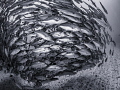 Silver Swirl
A school of bigeye trevally at Cocos Island, Costa Rica. 