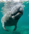 Surfacing
A manatee takes a break from napping to surface for a breath in Crystal River, Florida. 