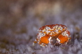 "Clownin"
A Gaudy Clown Crab stays out in the open for a close up. 