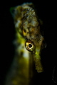 ~ Solitary I Stand ~
The Knysna Seahorse (Hippocampus capensis) is one of the most endangered seahorses in the world. Present records show them to be only found in the in the Knysna, Swartvlei, and Keurbooms estuaries in South Africa. 