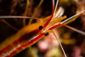 It shows a supermacro of a Skunk shrimp which is only about 2cm in length Sony Nex7 Nauticam Housing 2x inon z204 flash fired 30mm macro lens + Supermacro converter f1/3.5 Iso400 1/60 Manual whitebalance 