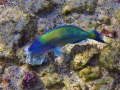 Parrotfish, Kona, Hawaii 