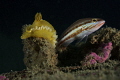 Nudibranch and fish 