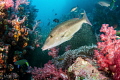 A reef scene from Richelieu Rock, Surin islands. 