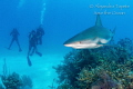 Divers with Reef Shark, Half moon caye Belize 