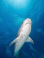 Tiger shark from above at Tiger Beach 