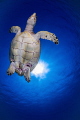 "Chest Bump"
Small Hawksbill heading to the surface in Grand Cayman. 