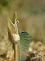 Blue Throat Pike Blenny, (Chaenopsis ocellata) Little Little Bight; Utila, Honduras 