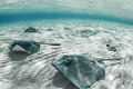 'We Are Family' - 7 southern stingrays glide over the sea floor off the coast of Grand Cayman 