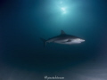 Spotlight. Caribbean Reef Shark swimming under the sun while the visibility isn't the best at Tiger Beach 