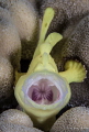 Burp! -Juvenile Painted Frogfish: Frogfish are capable of consuming prey equal to the size of themselves. 