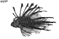 Interpretation of lion-fish 