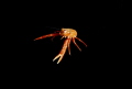 Pelagic Red Crab in Monterey 