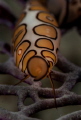 Baby Flamingo tongue with his eyes on my shot with a Nikon d300 with a 105mm macro lens and a +15 diopter in a ikelite housing 