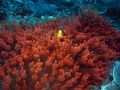 Clark's Anemonefish, taken in the Similan Islands Thailand May 2006.
No photoshop, original photo. 