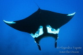 Giant Mantaray,Isla  San Benedicto, México 