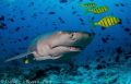 The look of a  Lemon Shark 