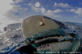 Rough seas mean it's time for Lemon Snaps! Never is there a shortage of healthy Lemon Sharks at Tiger Beach. 