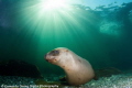 The clear cold waters just off Vancouver Island hold many a wonder and playground for all divers. This dive the Sun shone above while the Sea Lions frolicked below with us! 