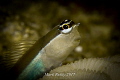 Big eyed blenny 