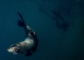 Sea Lion Cub off San Diego giving me the upside-down eye. 