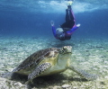 Snorkeling at Spotts Beach, Grand Cayman. 