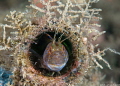 Bottom bottle dweller with awnings..
Parablennius marmoreus Seaweed Blenny
Blue Heron Bridge 