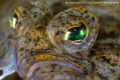 A face only a mother could love. C-O sole 100mm macro +5 diopter. Vancouver Island Canada, 