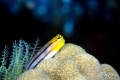 "Looking at the stars",  Sea star guard (Ecsenius axelrodi), Raja Ampat. 