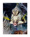 Smooth Trunkfish, Key Largo Florida 