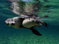 Playing sealions, Western Australia 